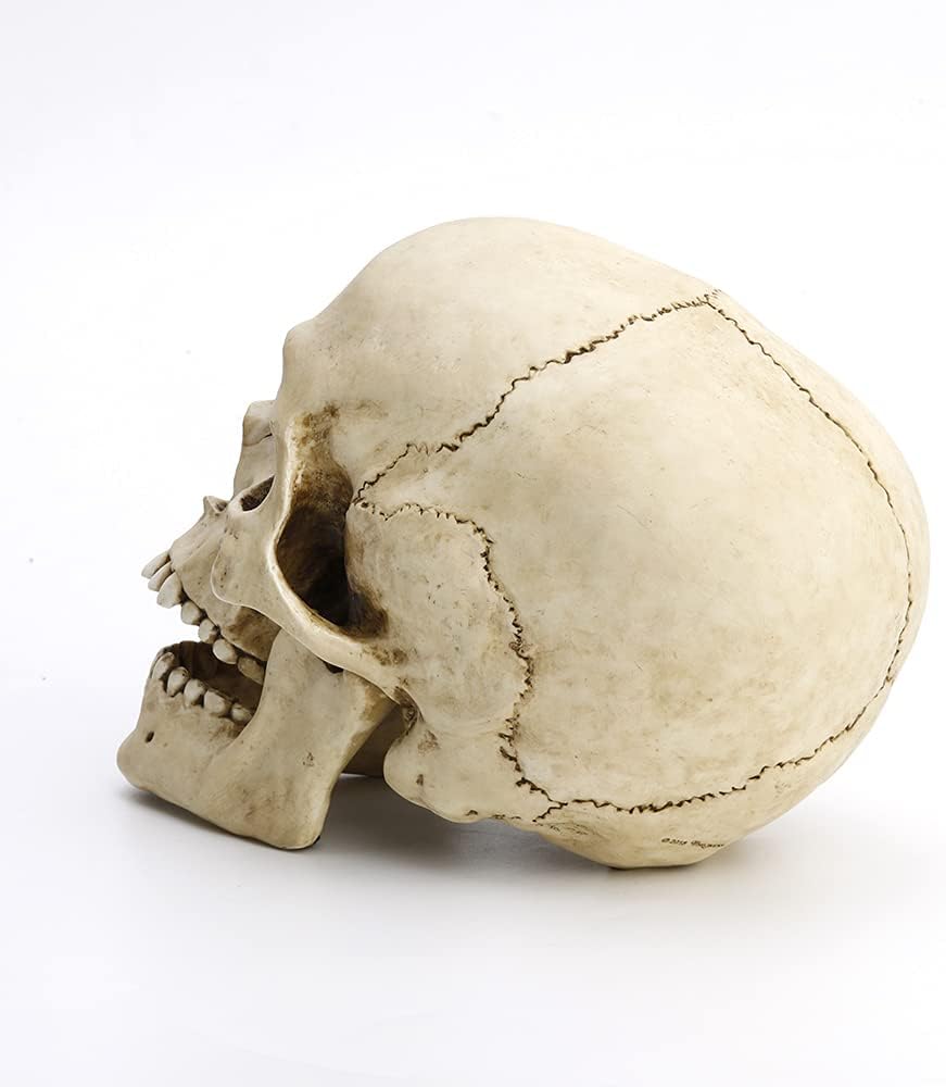 Veronese Design 6 1/4" Tall Human Skull with Motion Jaw Realistic Resin Sculpture