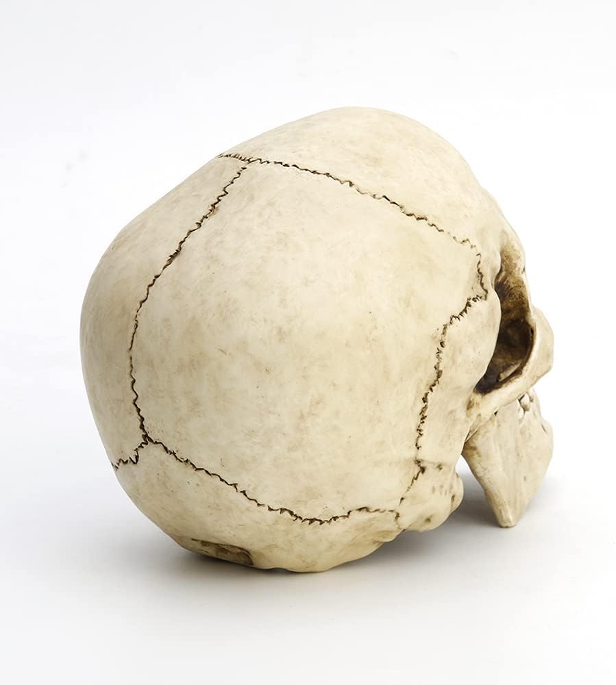 Veronese Design 6 1/4" Tall Human Skull Realistic Resin Sculpture
