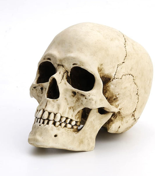Veronese Design 6 1/4" Tall Human Skull with Motion Jaw Realistic Resin Sculpture