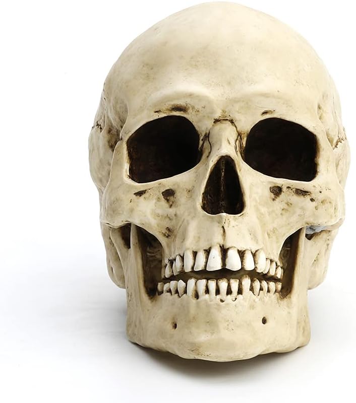 Veronese Design 6 1/4" Tall Human Skull with Motion Jaw Realistic Resin Sculpture