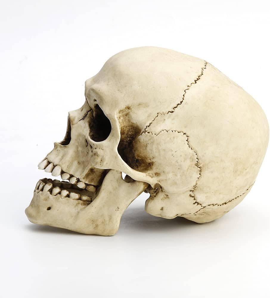 Veronese Design 6 1/4" Tall Human Skull with Motion Jaw Realistic Resin Sculpture