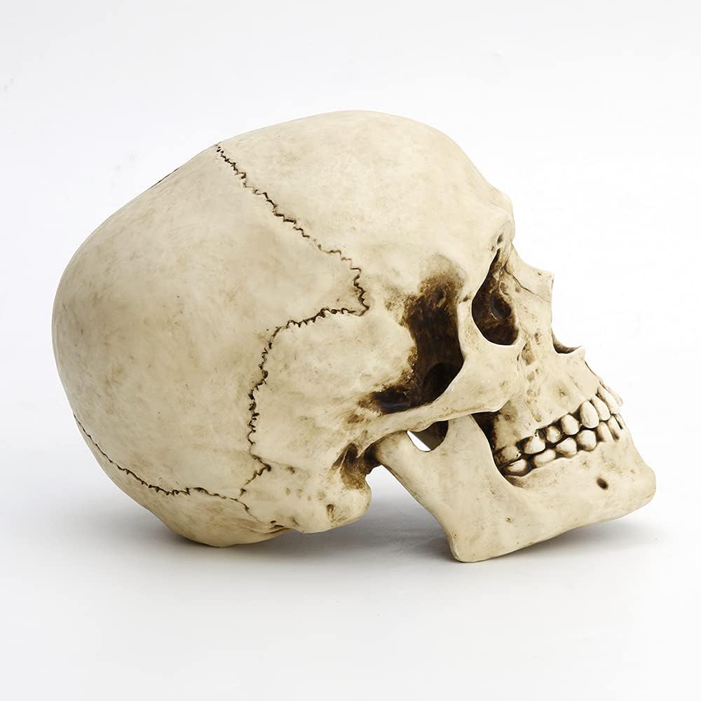 Veronese Design 6 1/4" Tall Human Skull Realistic Resin Sculpture