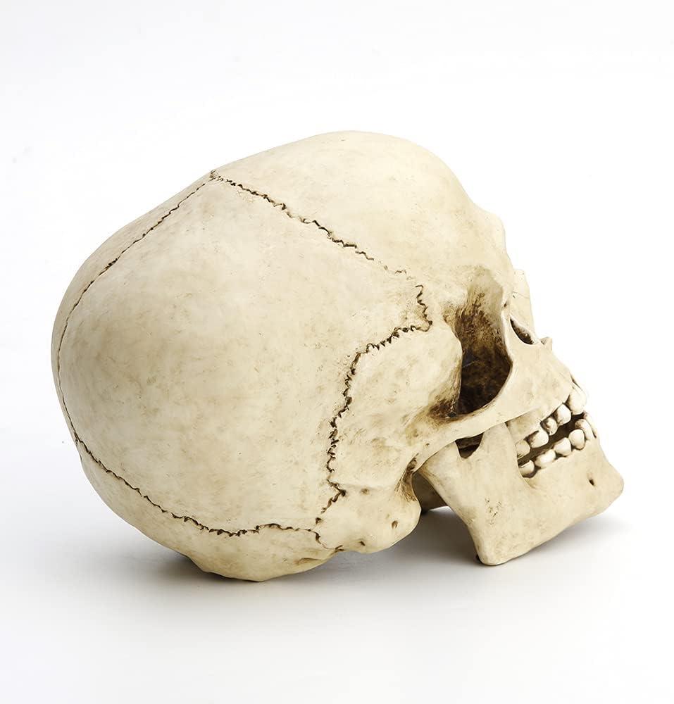 Veronese Design 6 1/4" Tall Human Skull with Motion Jaw Realistic Resin Sculpture