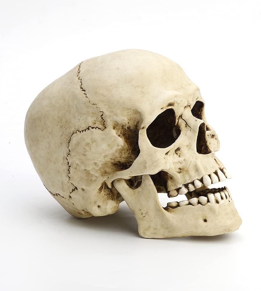Veronese Design 6 1/4" Tall Human Skull with Motion Jaw Realistic Resin Sculpture